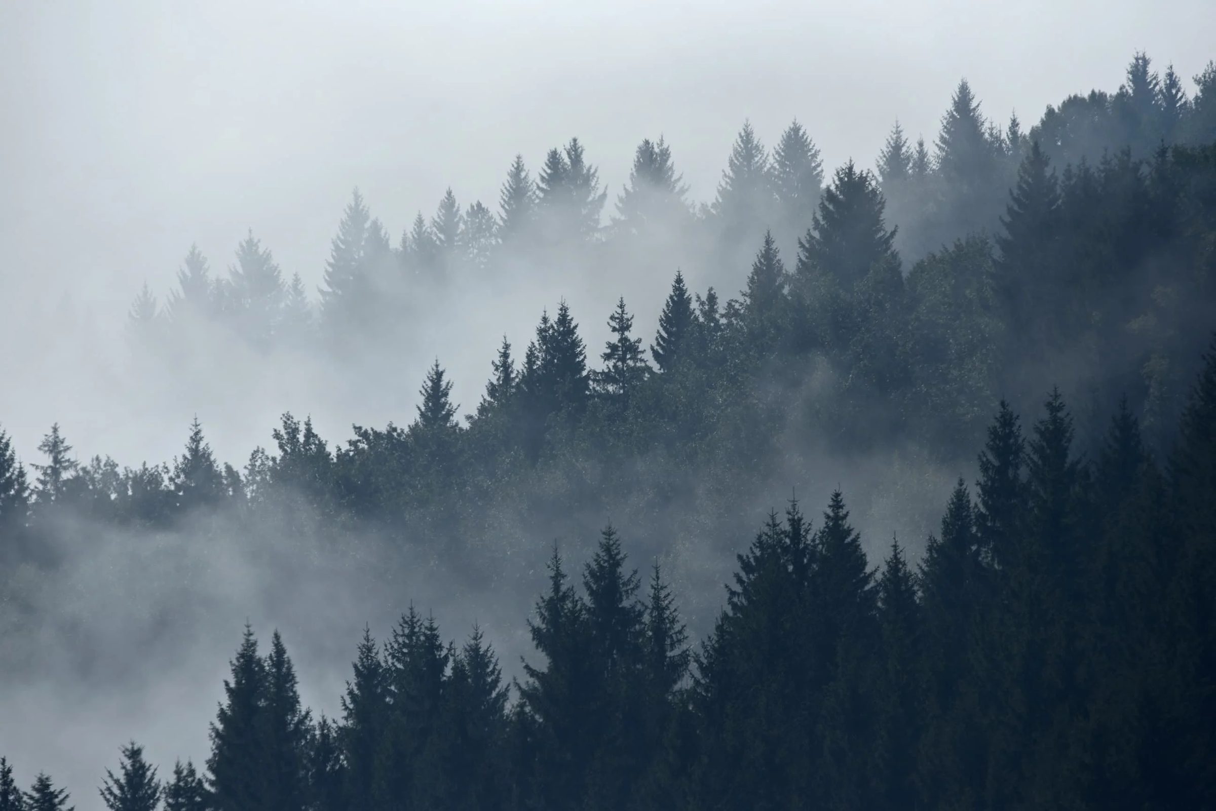 Foggy Pacific Northwest pine forest